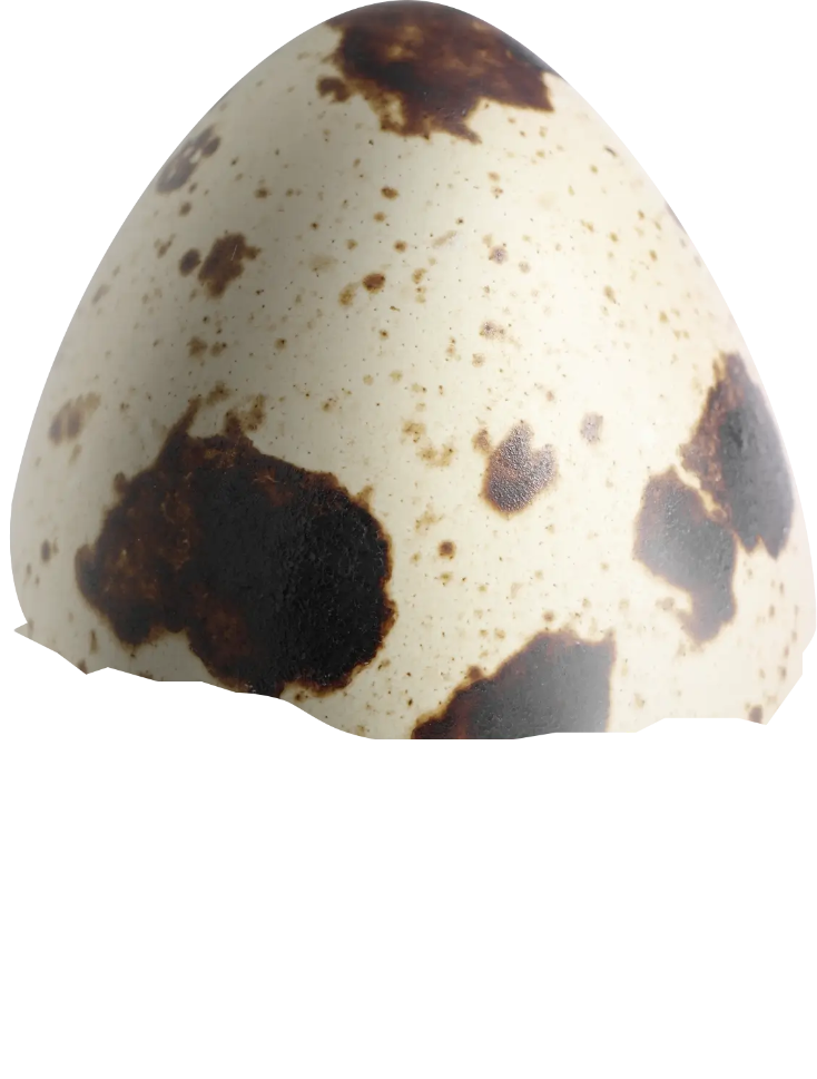 Верхняя часть перепелиного яйца